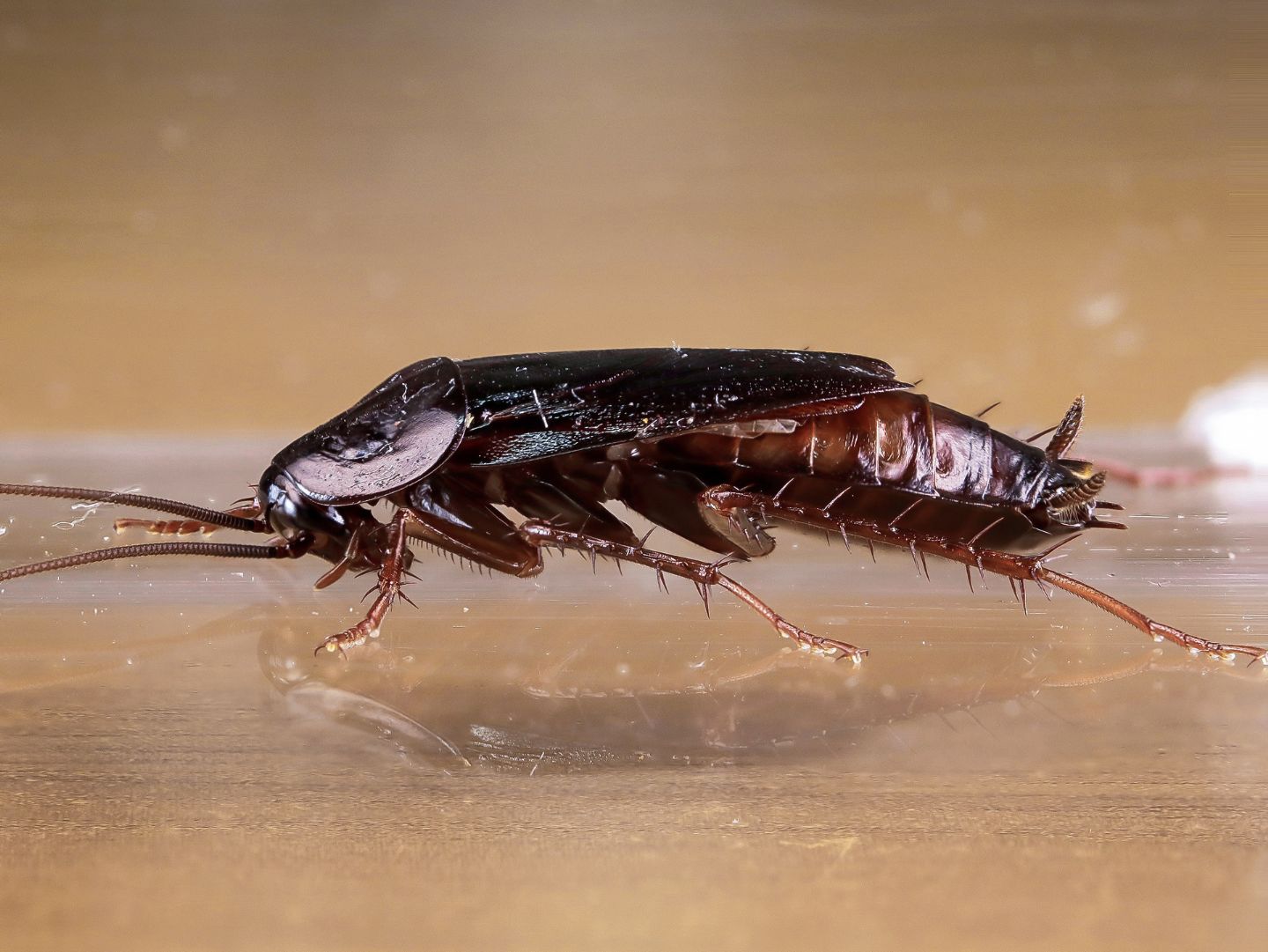 Blattidae - Blatta orientalis (maschio)